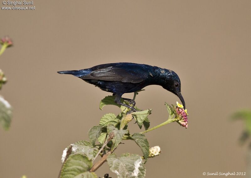 Purple Sunbird male adult breeding, identification