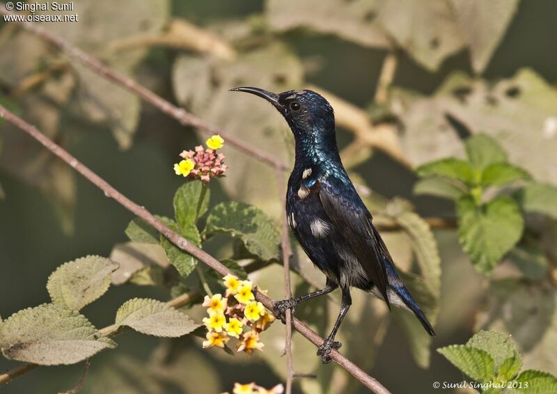 Purple Sunbird male adult, identification