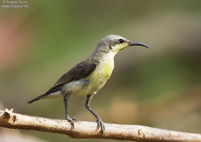 Souimanga asiatique femelle adulte, identification