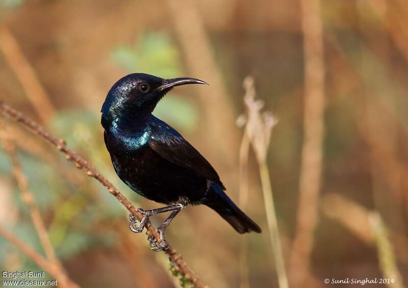 Purple Sunbird male adult, identification