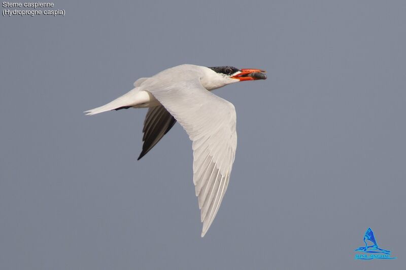 Caspian Tern