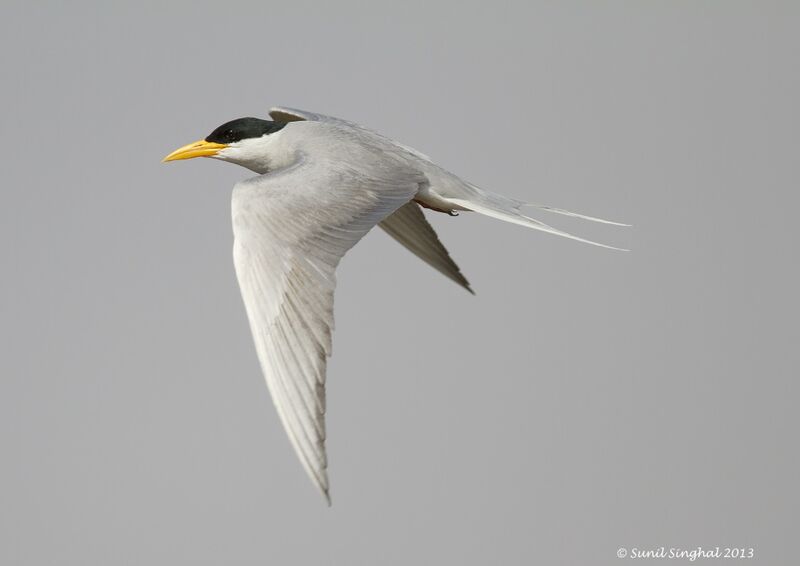 River Tern