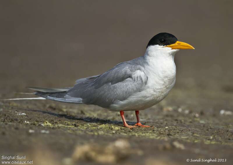 Sterne de rivièreadulte nuptial, identification