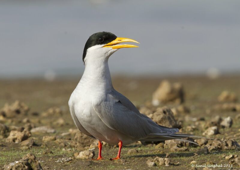 River Tern