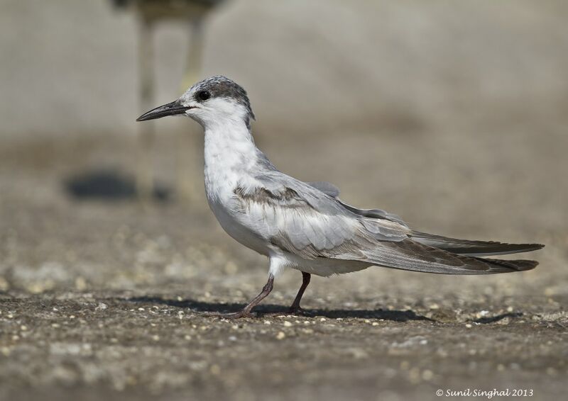 Common Tern