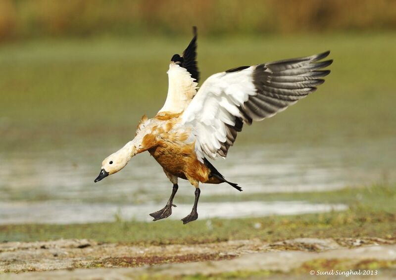 Ruddy Shelduck