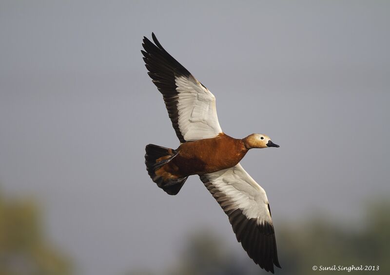 Ruddy Shelduck