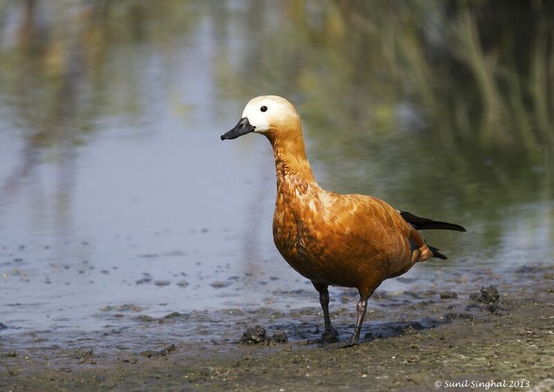 Ruddy Shelduck