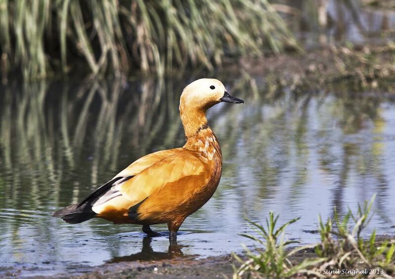 Ruddy Shelduck