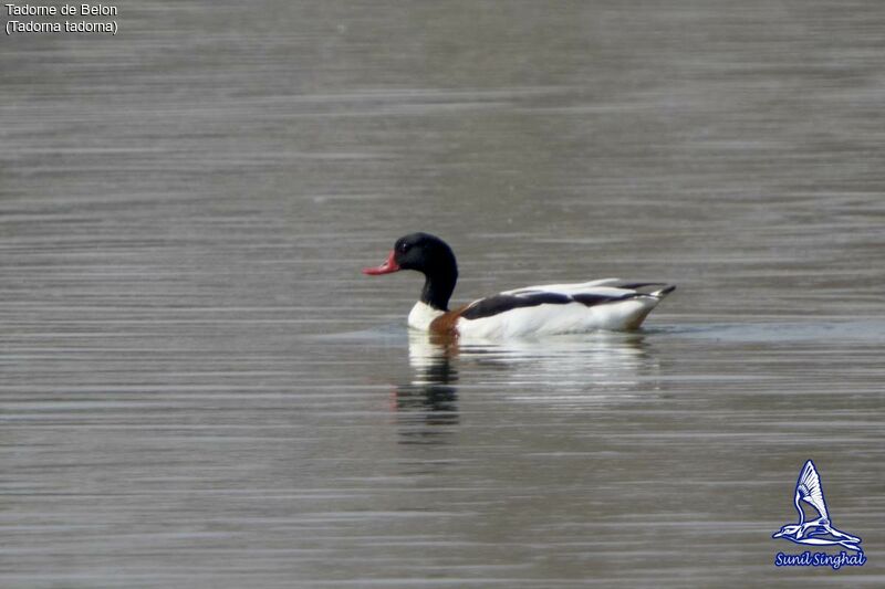 Common Shelduck, identification, close-up portrait, swimming