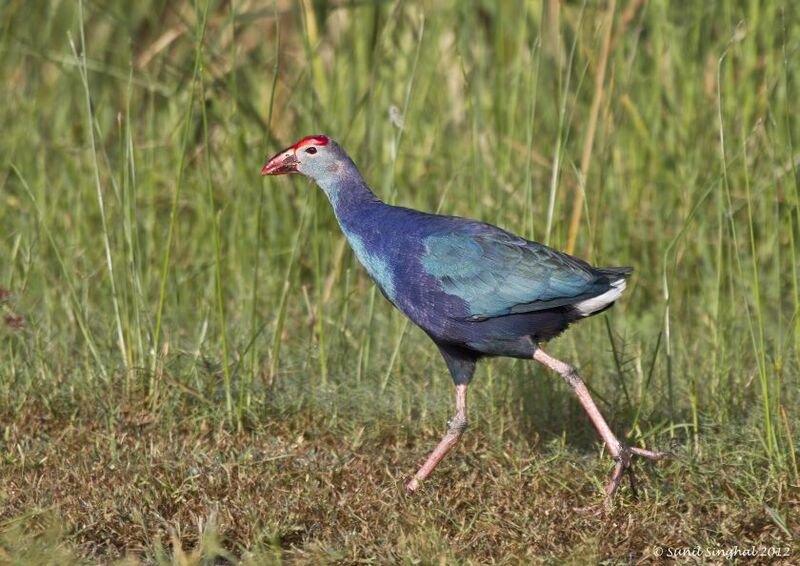 Grey-headed Swamphen