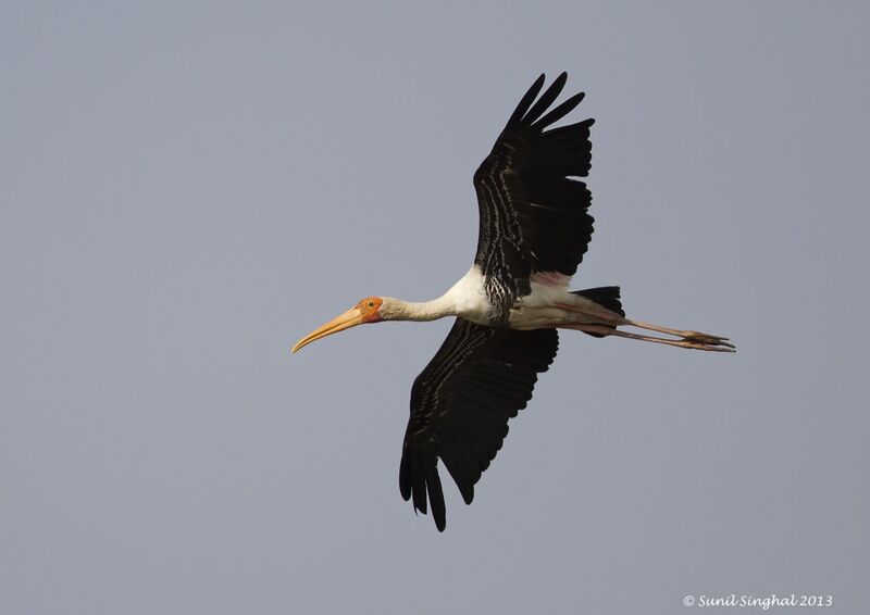 Painted Stork