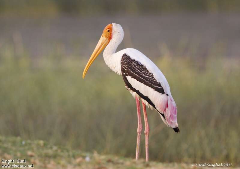 Painted Storkadult, identification