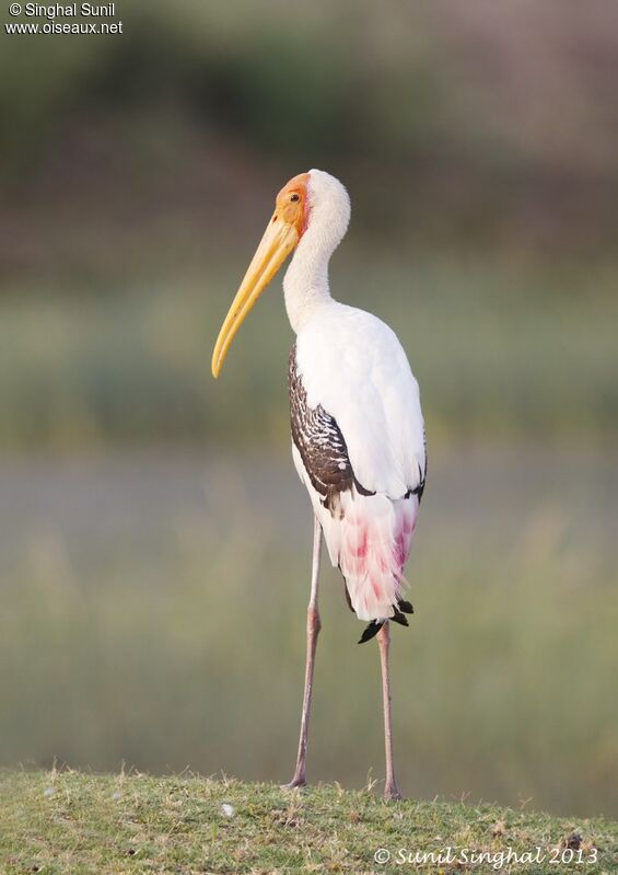 Painted Storkadult, identification