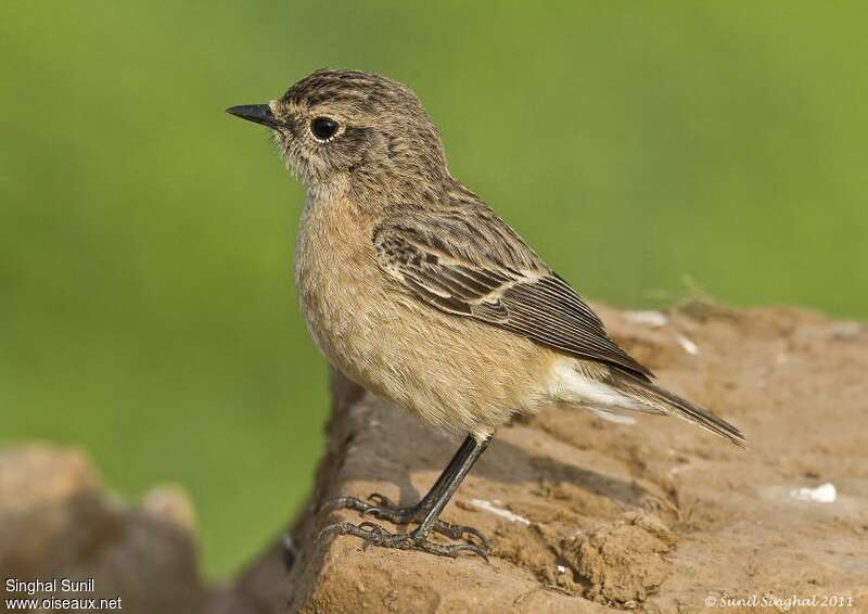 Tarier de Sibérie1ère année, identification