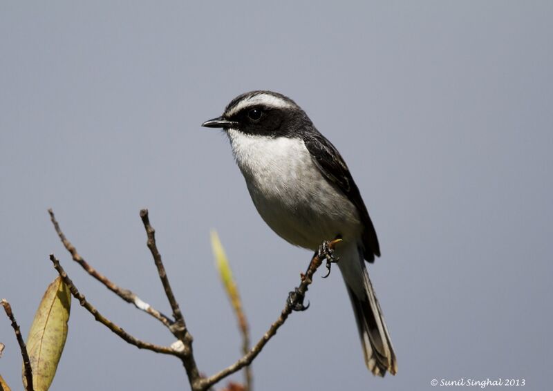 Grey Bush Chat