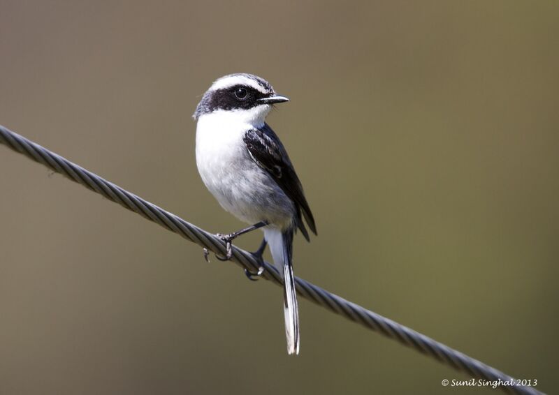 Grey Bush Chat