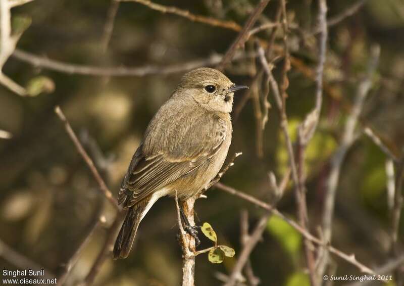 Pied Bush Chat female adult, pigmentation