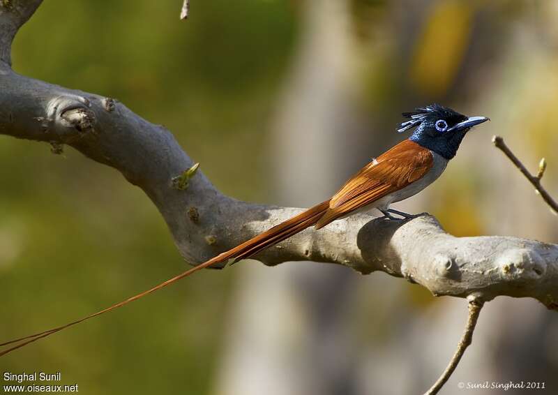 Indian Paradise Flycatcher male, identification