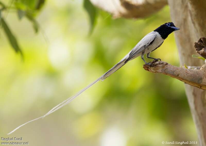 Indian Paradise Flycatcher male, identification