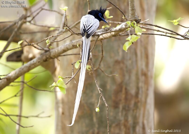 Tchitrec de paradis mâle adulte nuptial, identification