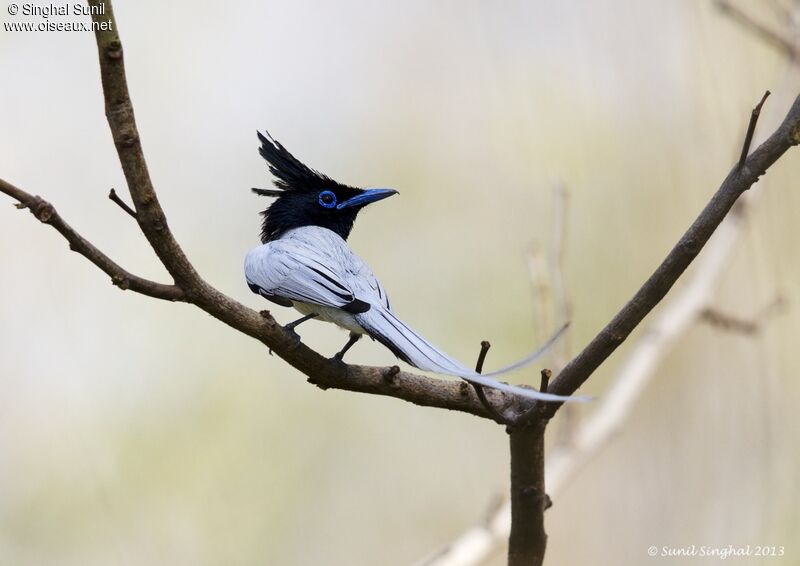 Asian Paradise Flycatcher - Pictures, page 1