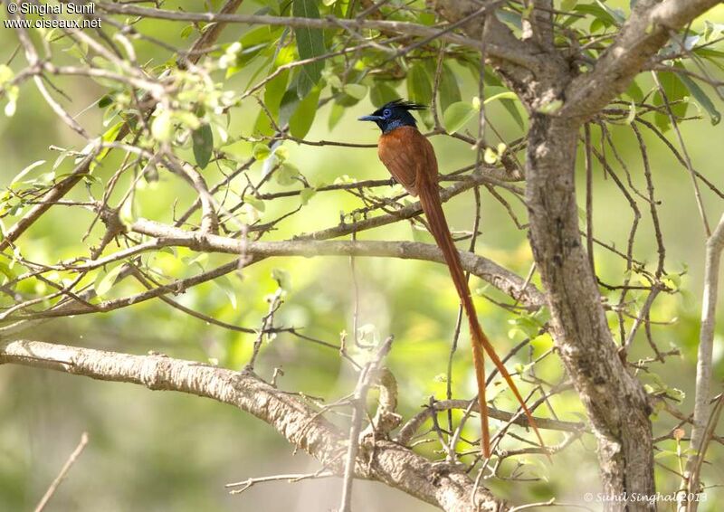 Indian Paradise Flycatcher male, identification