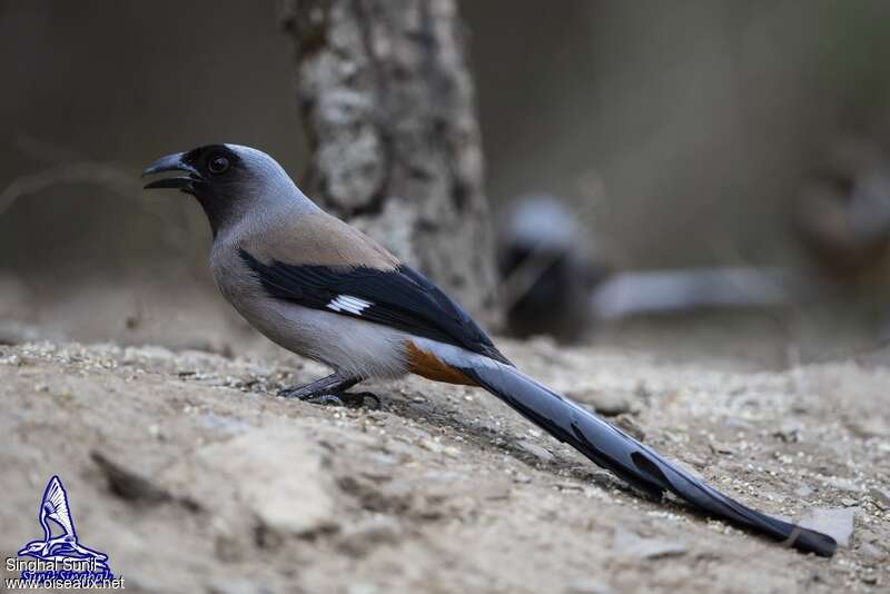 Grey Treepieadult, identification