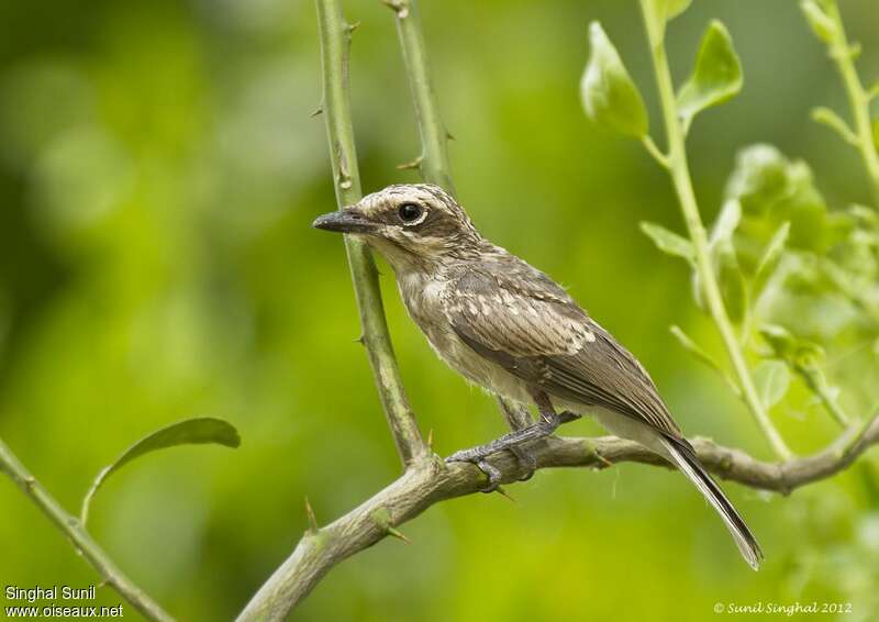 Common Woodshrikejuvenile, identification