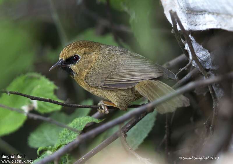 Black-chinned Babbler, identification