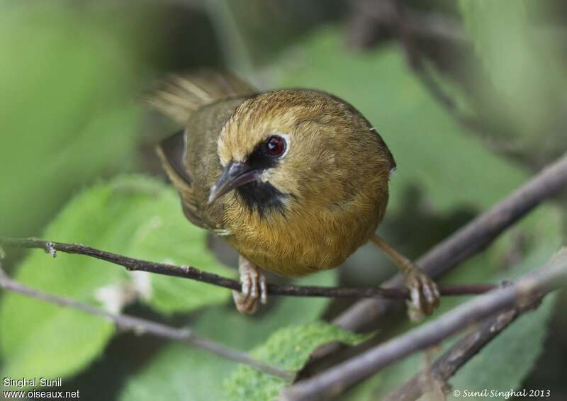 Black-chinned Babbler