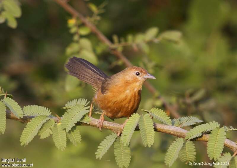 Tawny-bellied Babbleradult