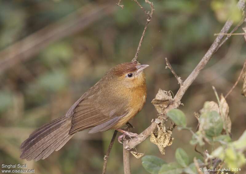 Tawny-bellied Babbleradult, identification