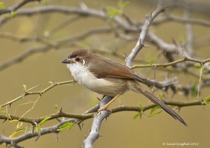 Yellow-eyed Babbler