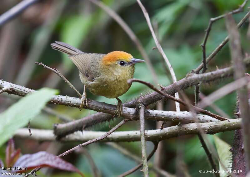 Rufous-capped Babbleradult, identification