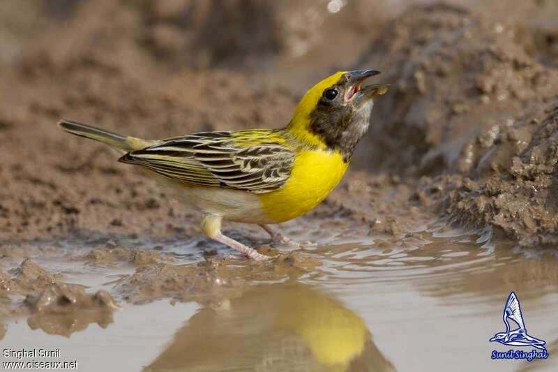 Baya Weaver male adult, pigmentation, drinks