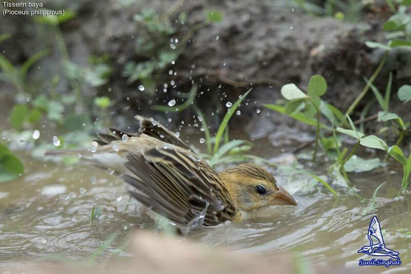 Baya Weaver female, identification, habitat, swimming