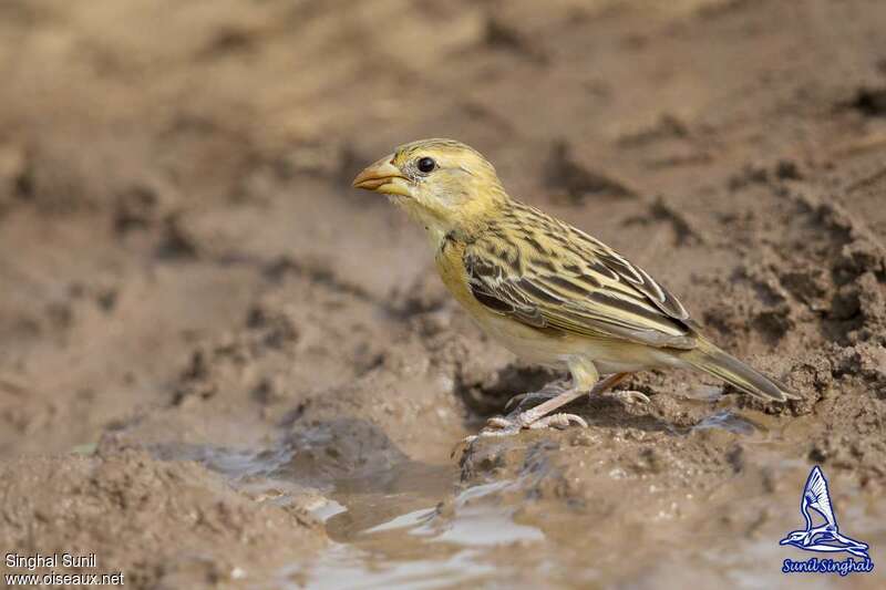 Baya Weaver female adult, identification