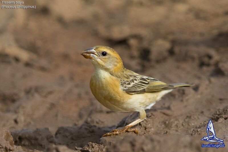 Baya Weaver female, identification, habitat, drinks