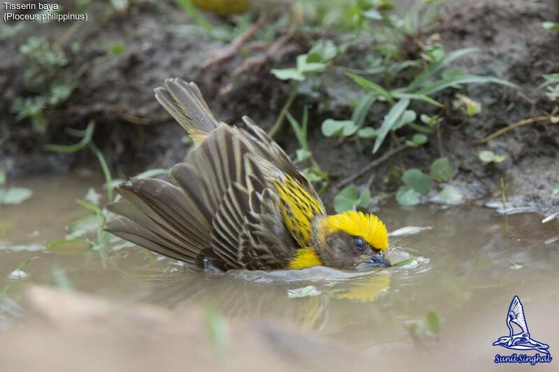 Baya Weaver male, habitat