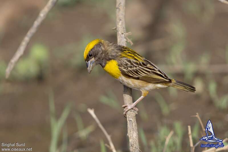 Baya Weaver male adult breeding, identification