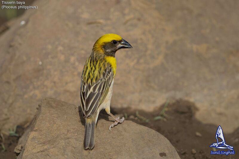 Baya Weaver male, identification, close-up portrait