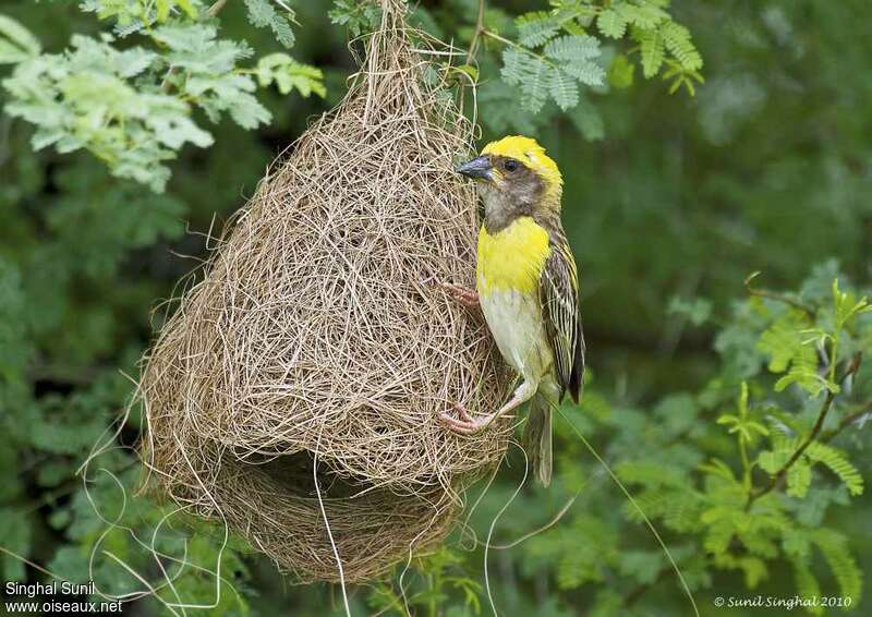 Baya Weaver male adult breeding, Reproduction-nesting