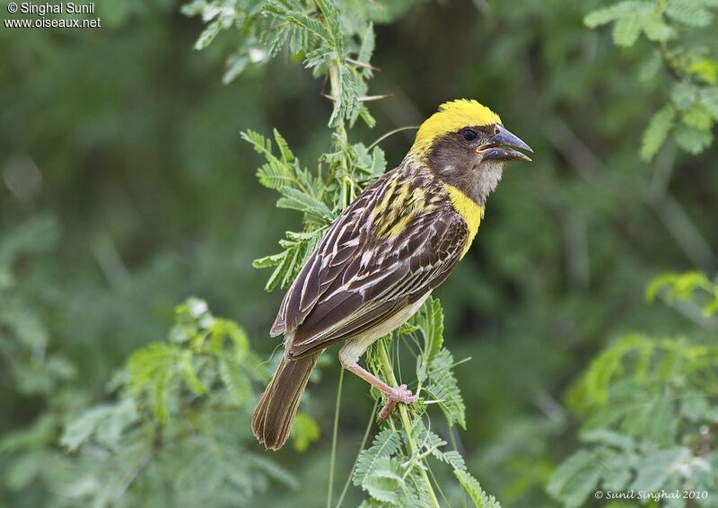 Baya Weaver male adult breeding, identification