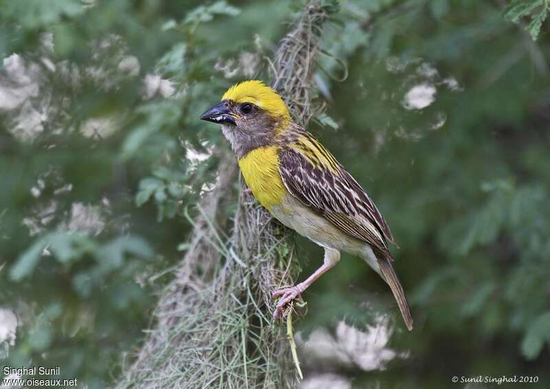 Tisserin baya mâle adulte, identification