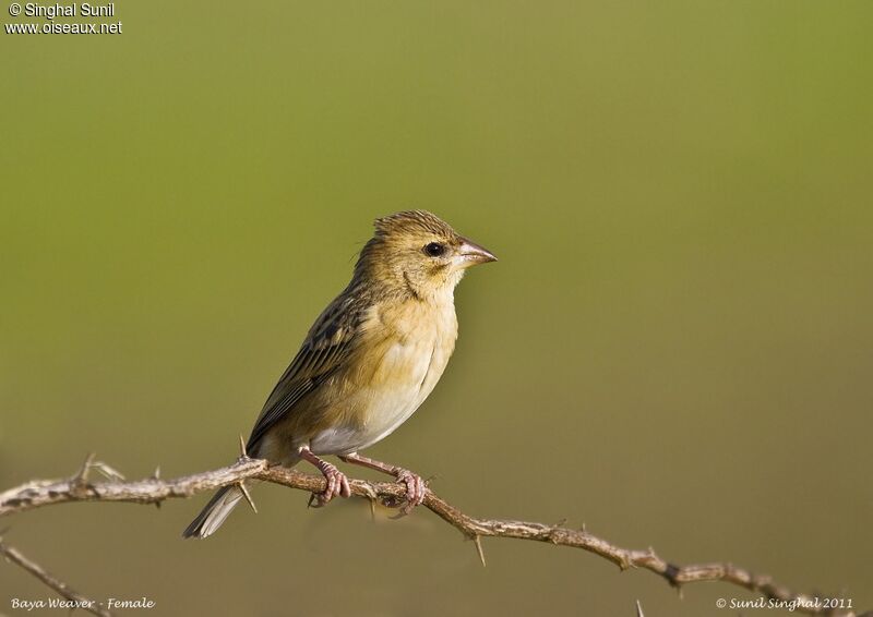 Baya Weaver female adult, identification