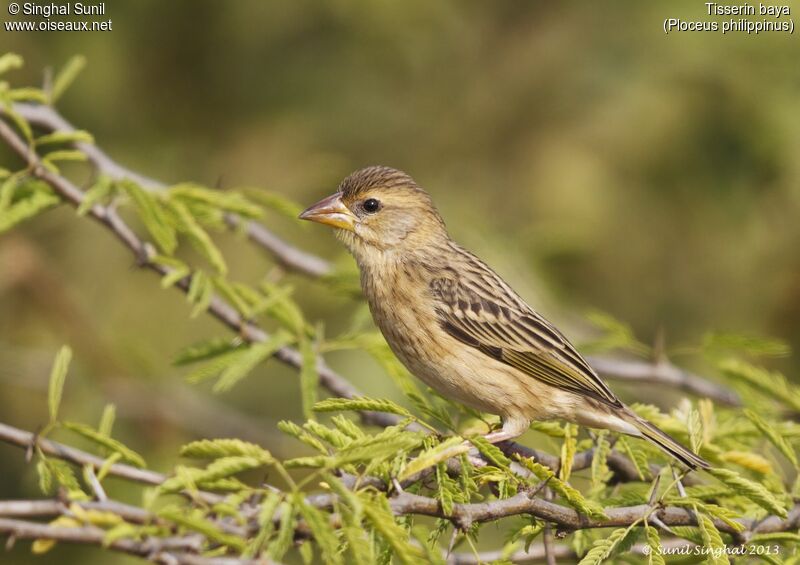 Tisserin baya femelle adulte, identification