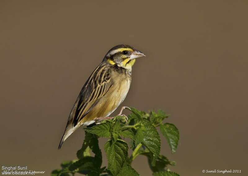 Black-breasted Weaver female adult breeding, identification