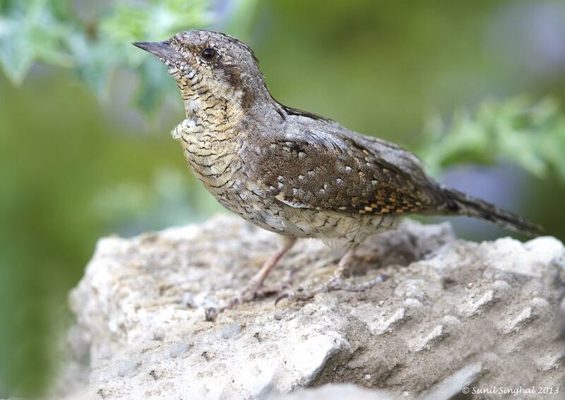 Eurasian Wryneck