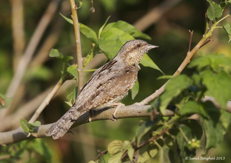 Eurasian Wryneck